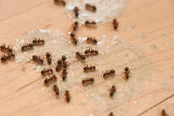 Best Commercial Pest Control Services  in Cortland, OH